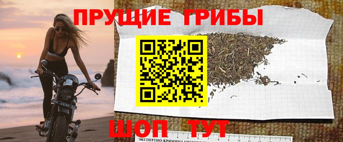 Псилоцибиновые грибы ЛСД  Галлюциногенные грибы Psilocybe  Заводоуковск  купить наркоту  Вход с VPN 